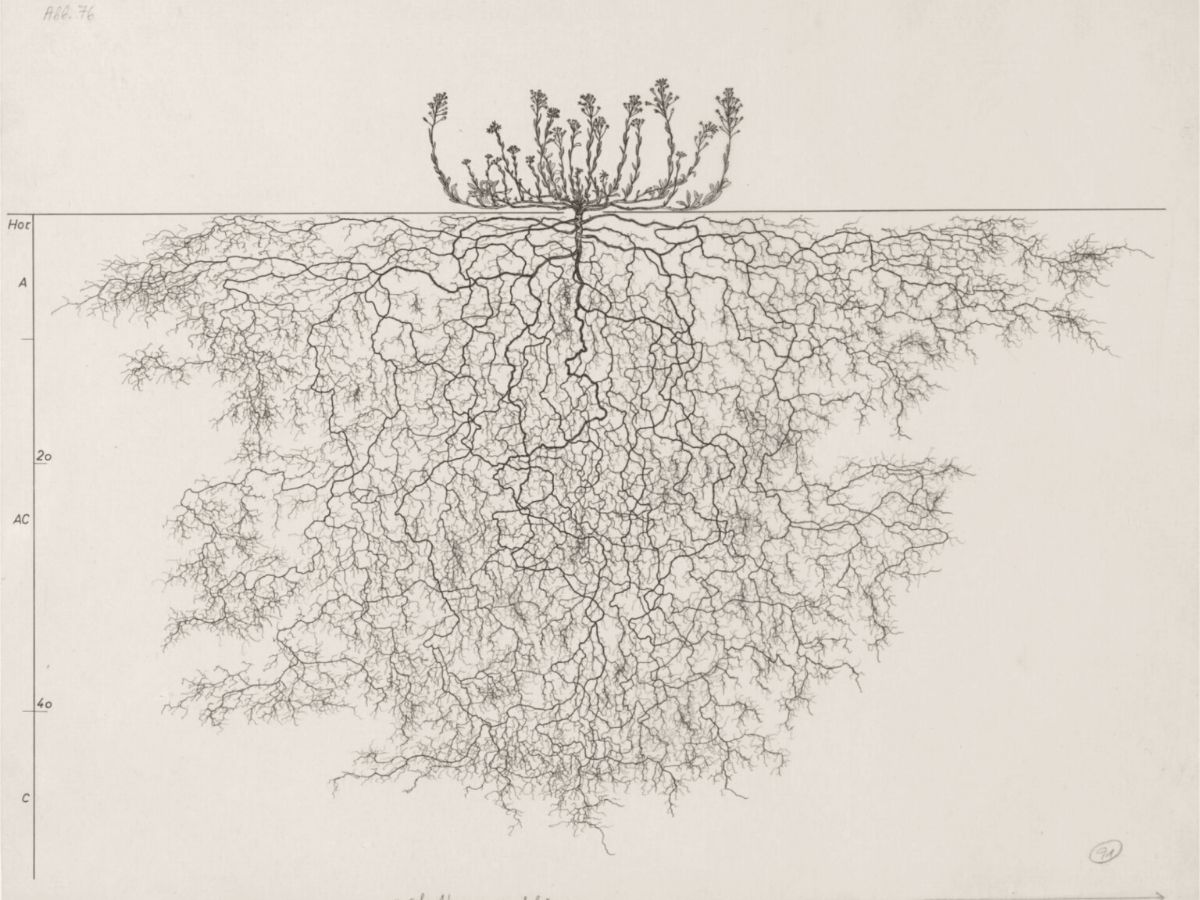 Incredible deep root system shown in illustration on Thursd