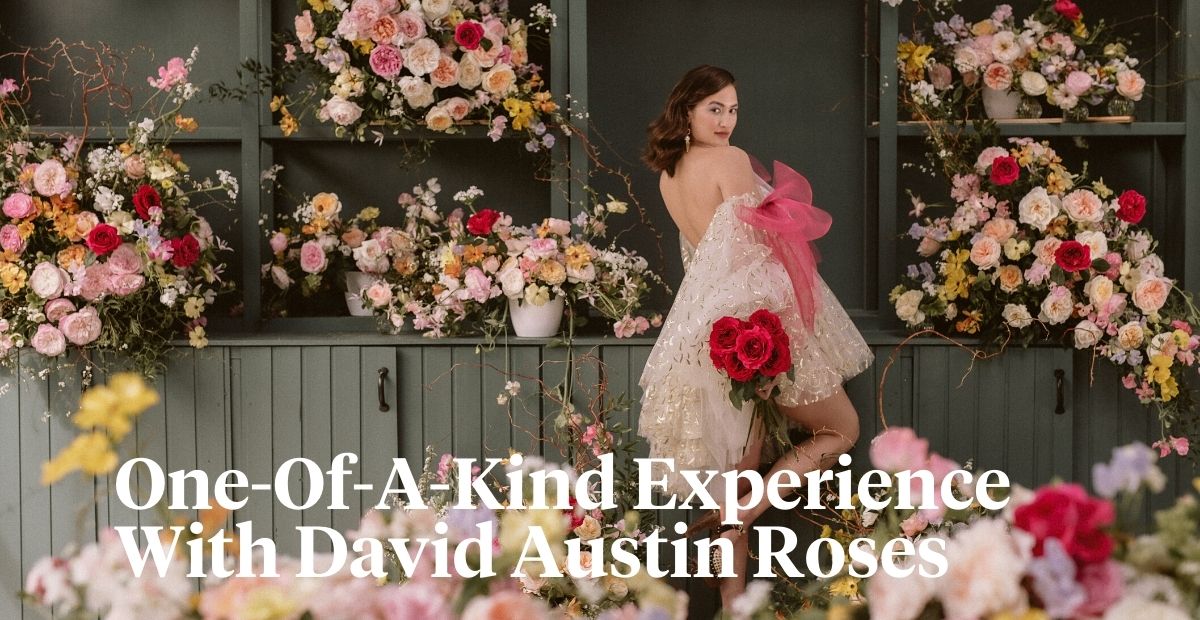 David Austin Roses for wedding designs header on Thursd 