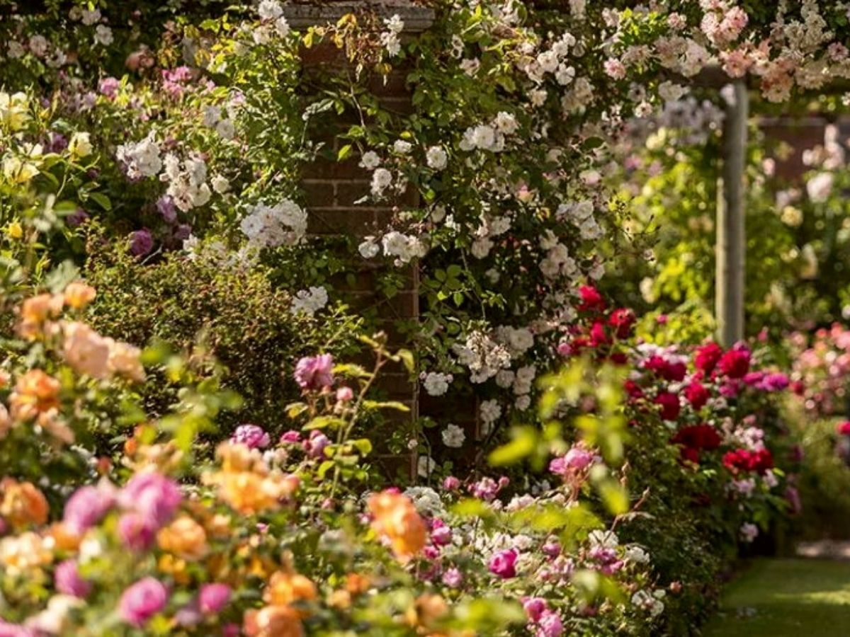 David Austin flower field on Thursd (1)