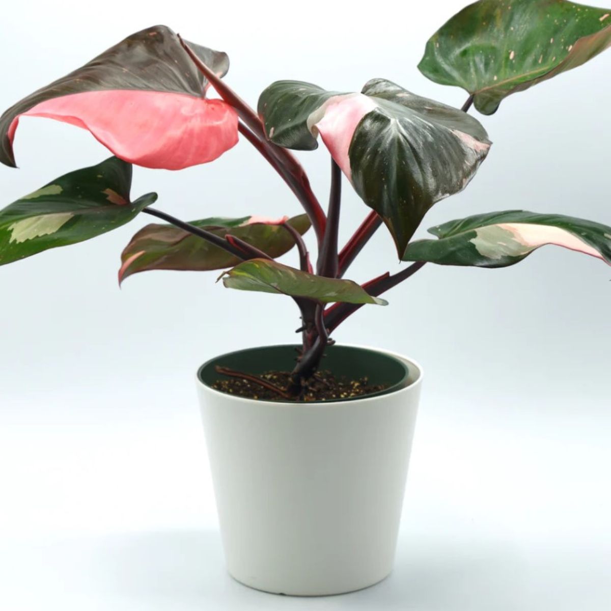 Philodendron Pink Princess is a rare variegated houseplant rapidly gaining popularity on Thursd