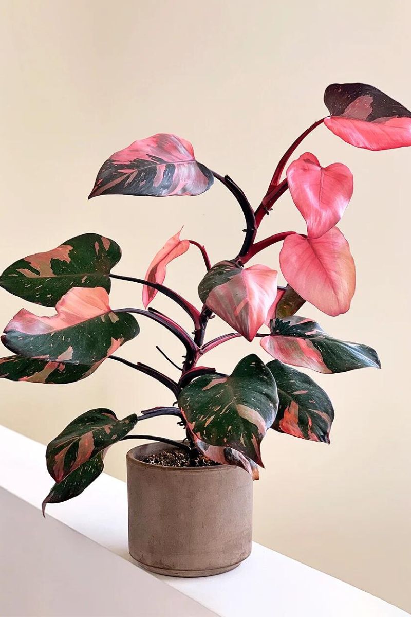 Rare variegated houseplant Philodendron Pink Princess is a favorite in the plant world on Thursd