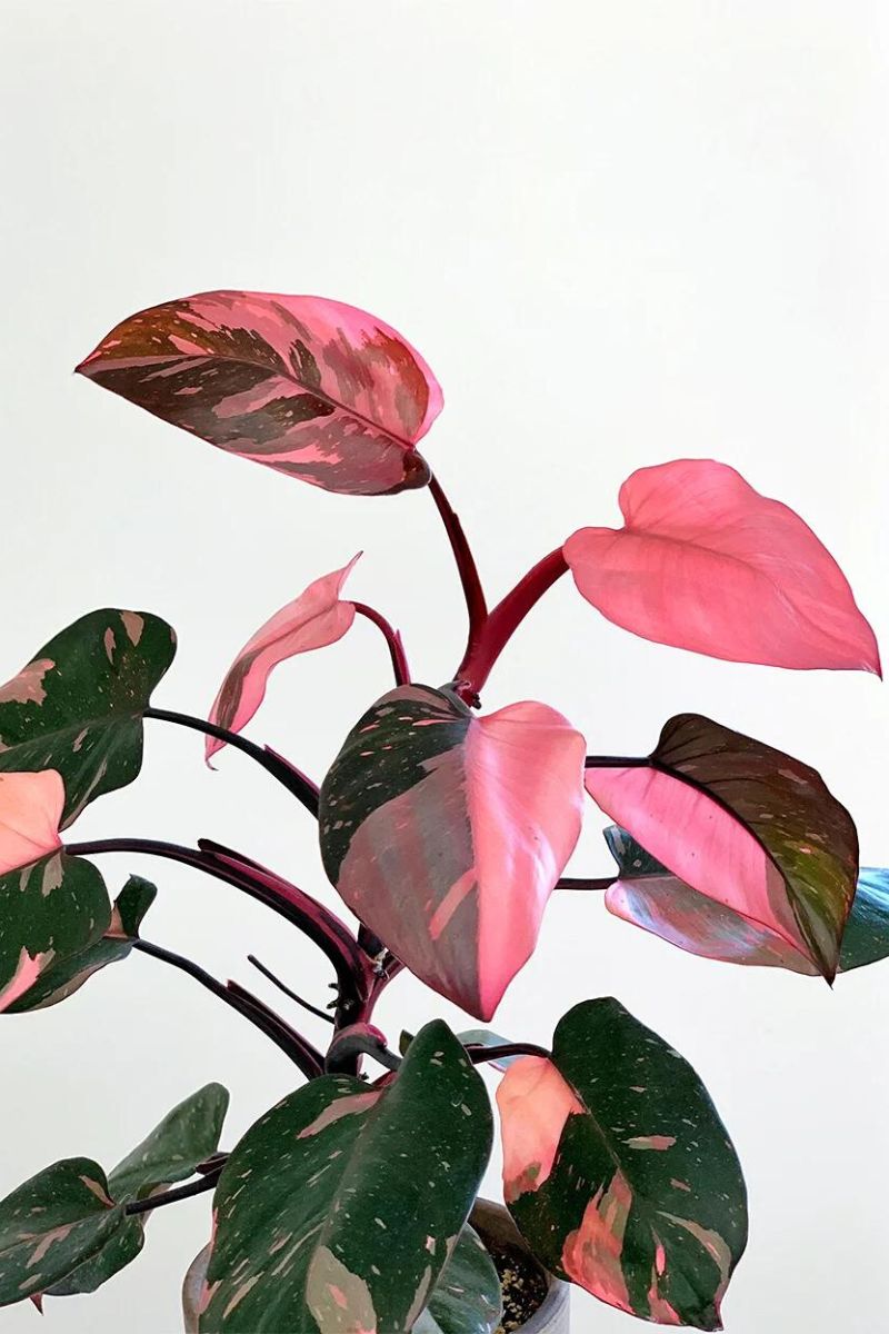 Philodendron Pink Princess features rare variegated pink leaves on Thursd
