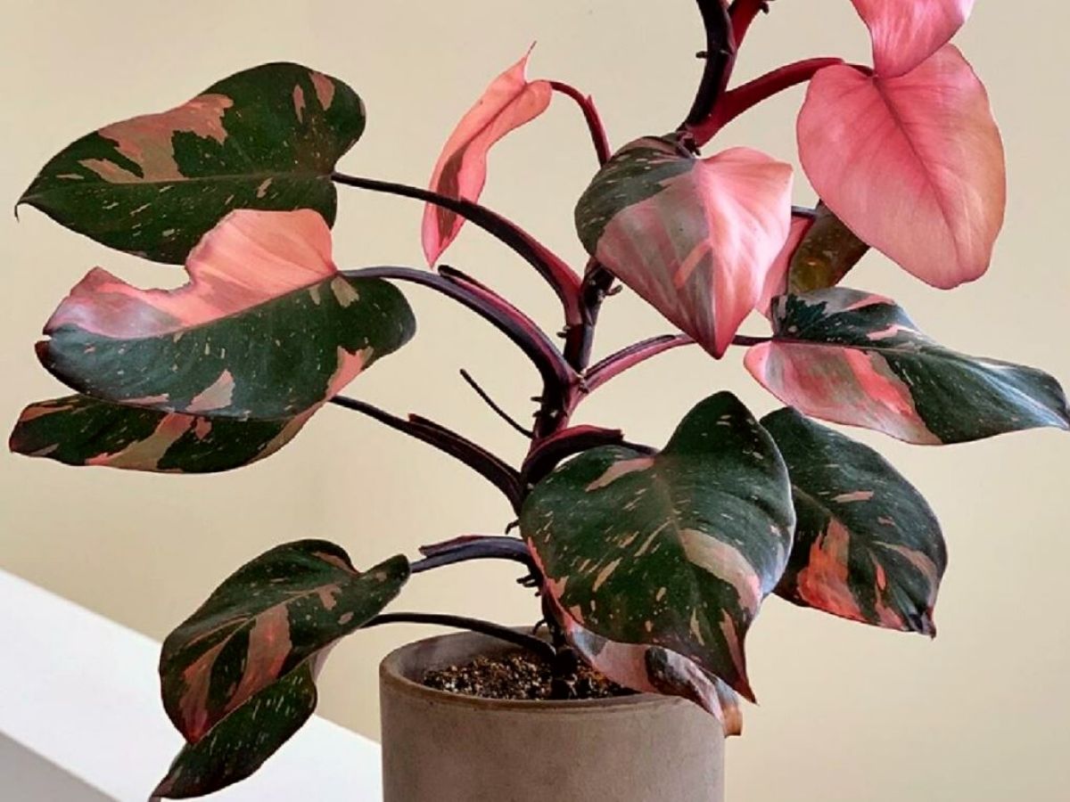 Watering tips for your Philodendron Pink Princess to thrive on Thursd