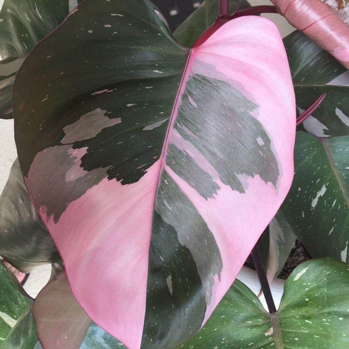 Philodendron Pink Princess