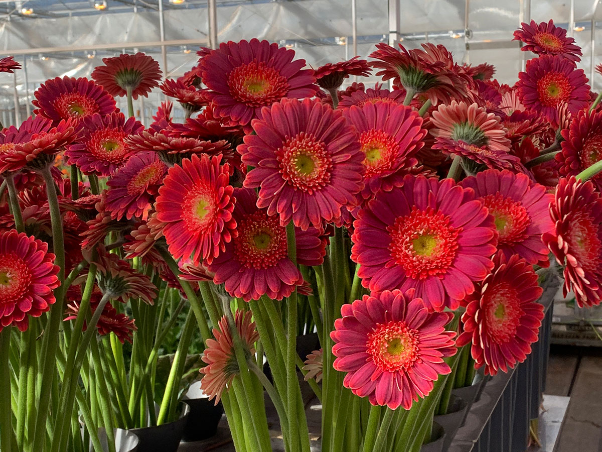 Germini Bizar in greenhouse by Holstein Flowers on Thursd