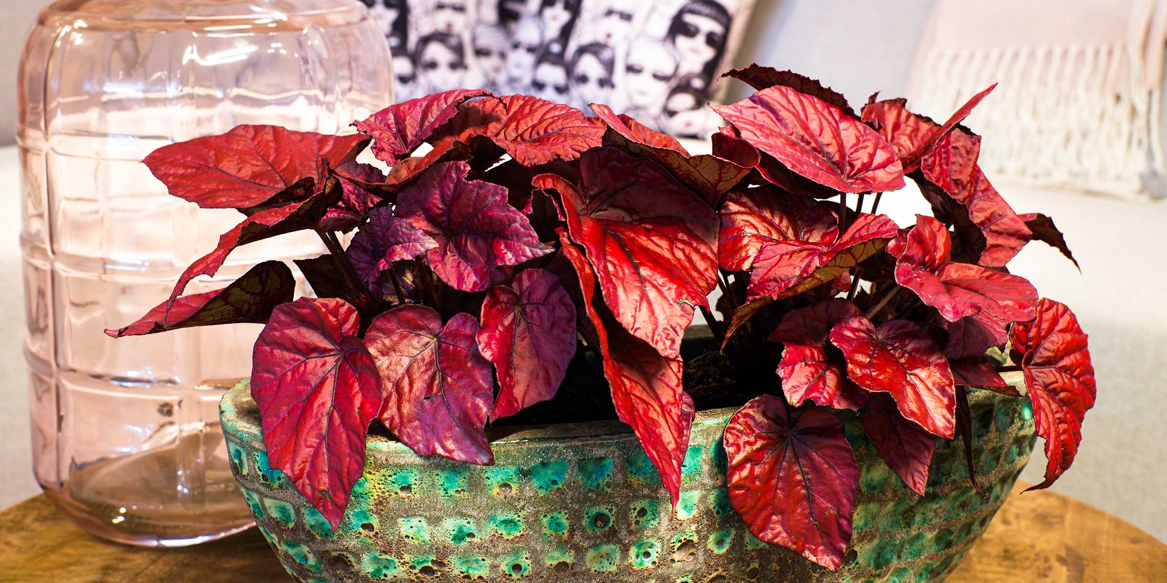 The 12 Best Leaf Begonia Plants That Thrive Indoors wide feature on Thursd