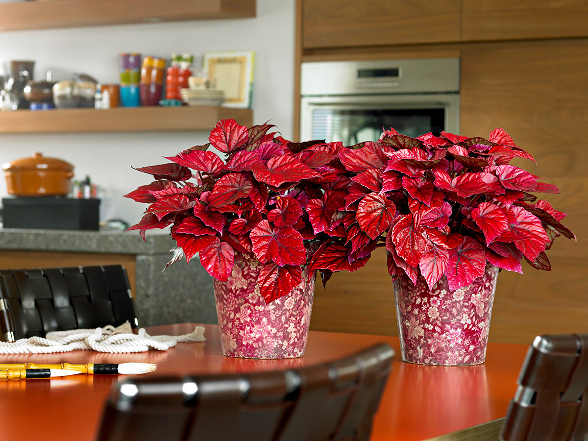 Begonia Beleaf Inca Flame by Koppe Begonia kitchen table on Thursd