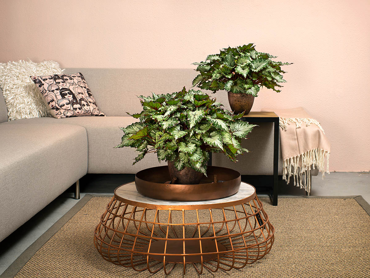 Begonia Beleaf Asian Tundra by Koppe Begonia living room on Thursd