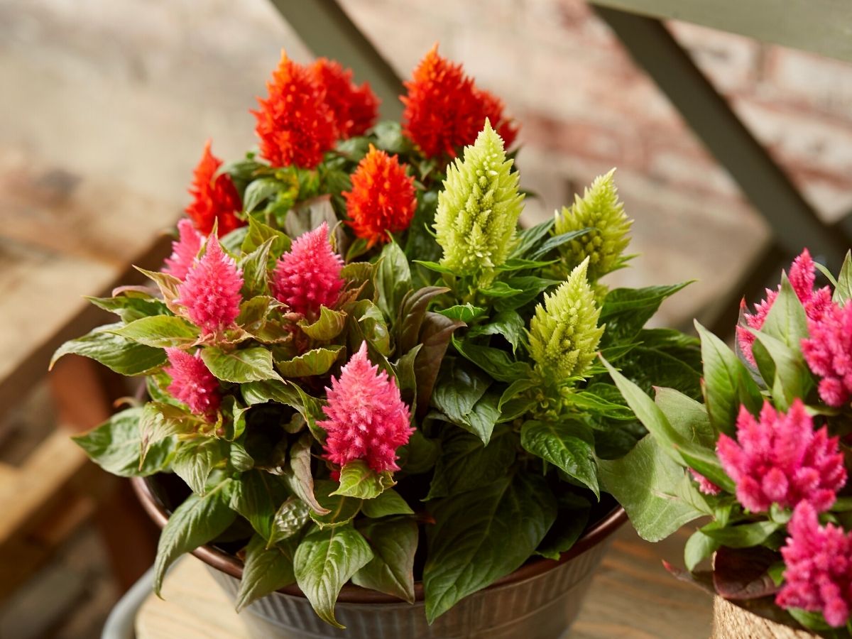 Celosia Kelos® by Beekenkamp will add a splash of color to your outdoor or indoor spaces on Thursd