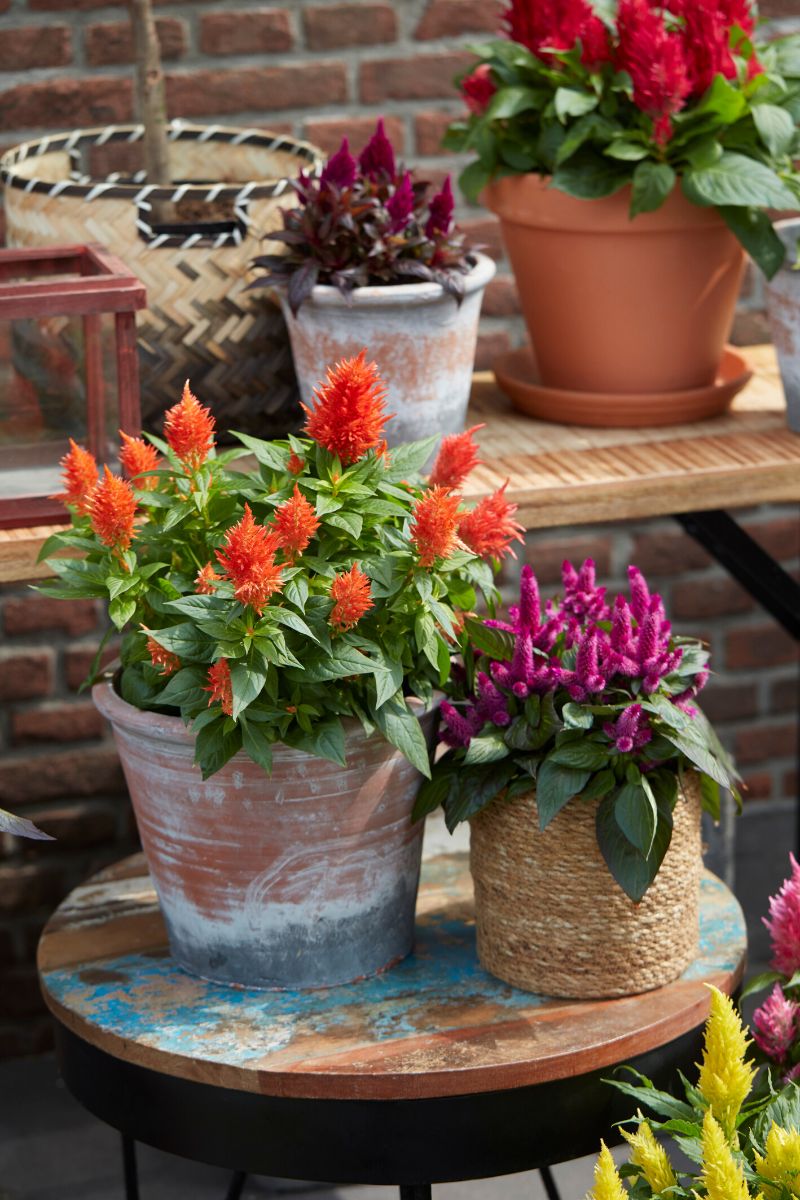 Celosia Kelos by Beekenkamp is the perfect spring plant