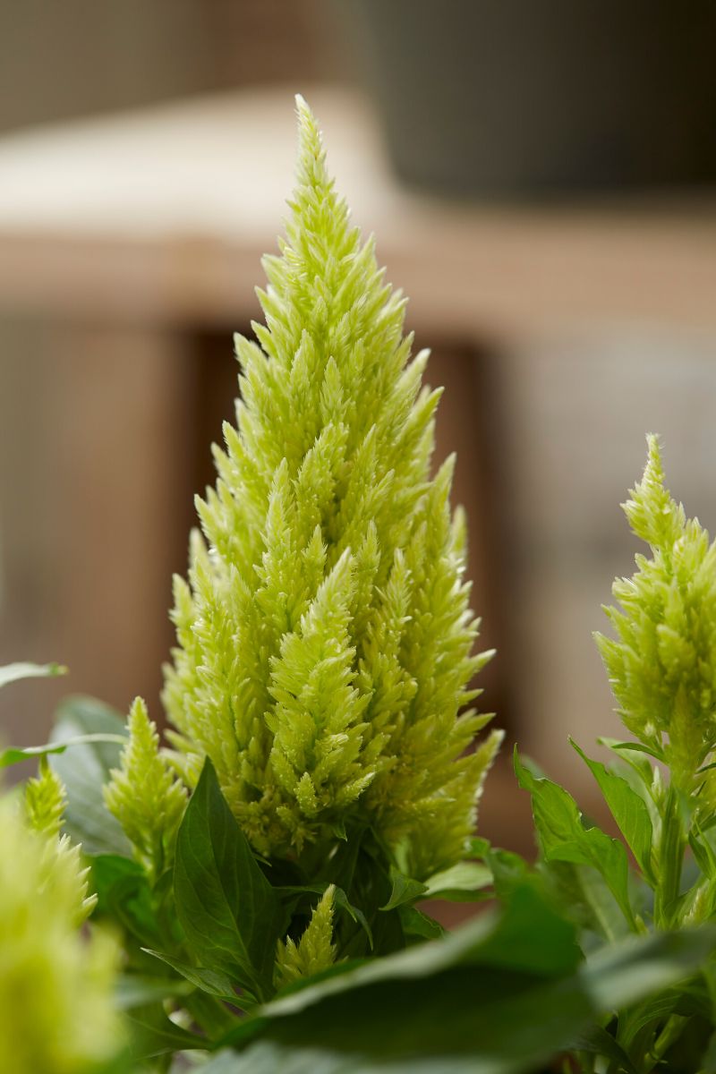 Close up of plumes in Celosia Kelos® by Beekenkamp on Thursd