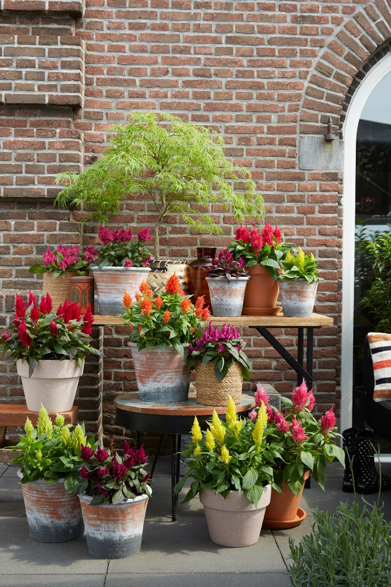 Outdoor patio filled with colorful Celosia Kelos