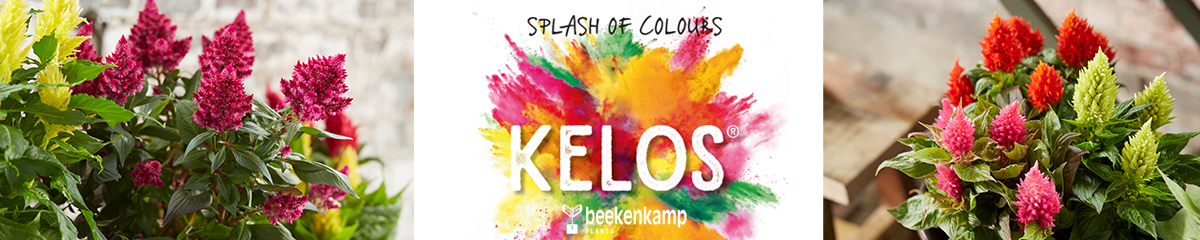 Beekenkamp_Celosia_Kelos_banner_on_Thursd