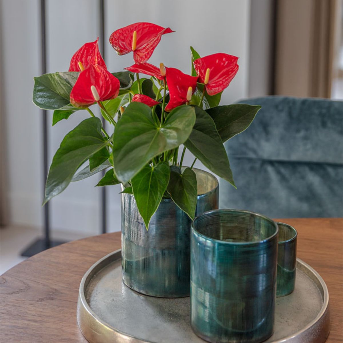 Red Anthurium Koro from Floricultura are the autumn staple plant on Thursd