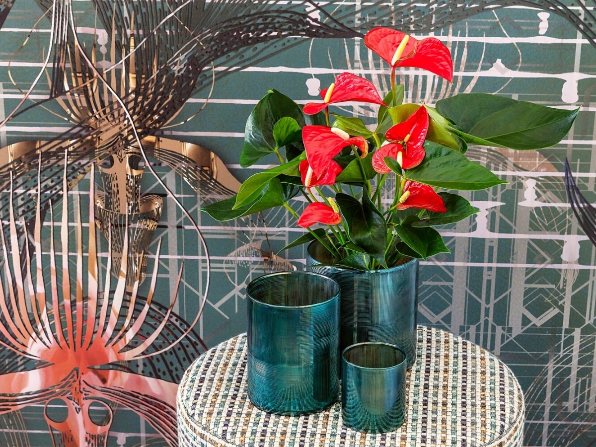 Indoor decoration with Red Anthurium Koro on Thursd