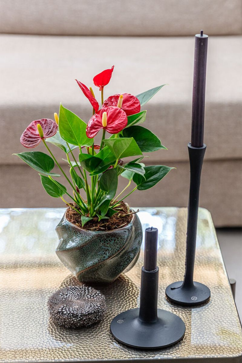 Closeup of Anthurium Calon used for centertable decor on Thursd