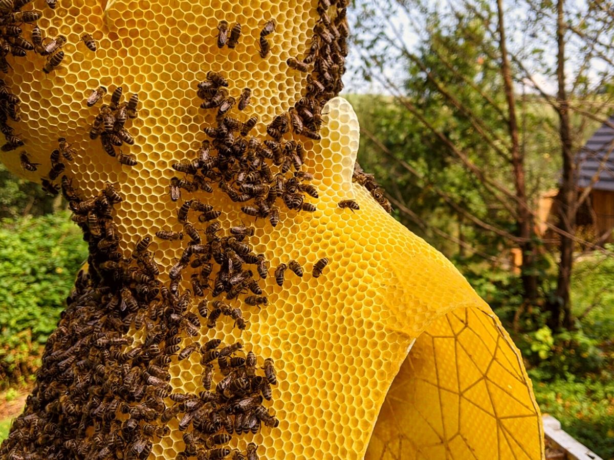 Process behind creating honeycomb sculptures by artist Tomáš Libertíny on Thursd