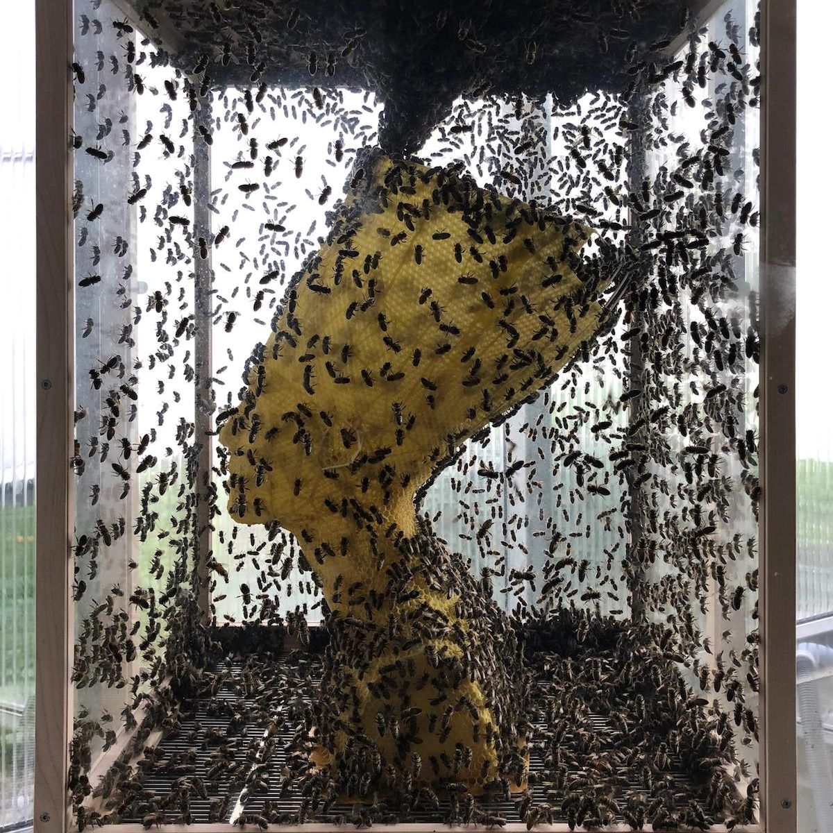 Artist Tomáš Libertíny reveals the process behind creating beeswax classic sculptures on Thursd on Thursd