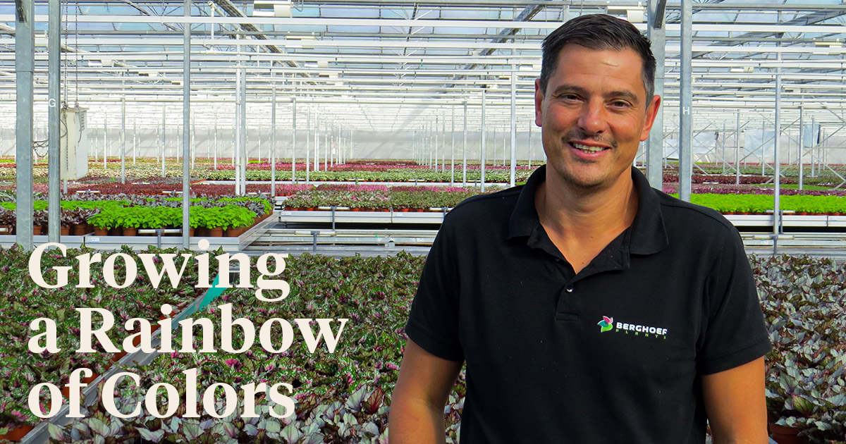 Berghoef Plants Grows Beleaf Begonias in a Rainbow of Colors header on Thursd