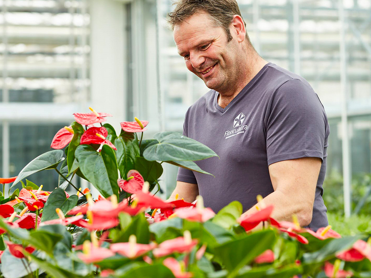 Floricultura Anthurium Kardia in greenhouse on Thursd