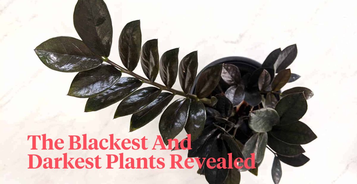 The best eight black plants header on Thursd 