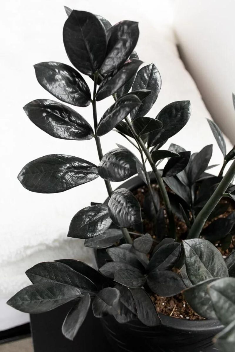 Black Raven is one of the best eight black plants to have on indoor spaces on Thursd