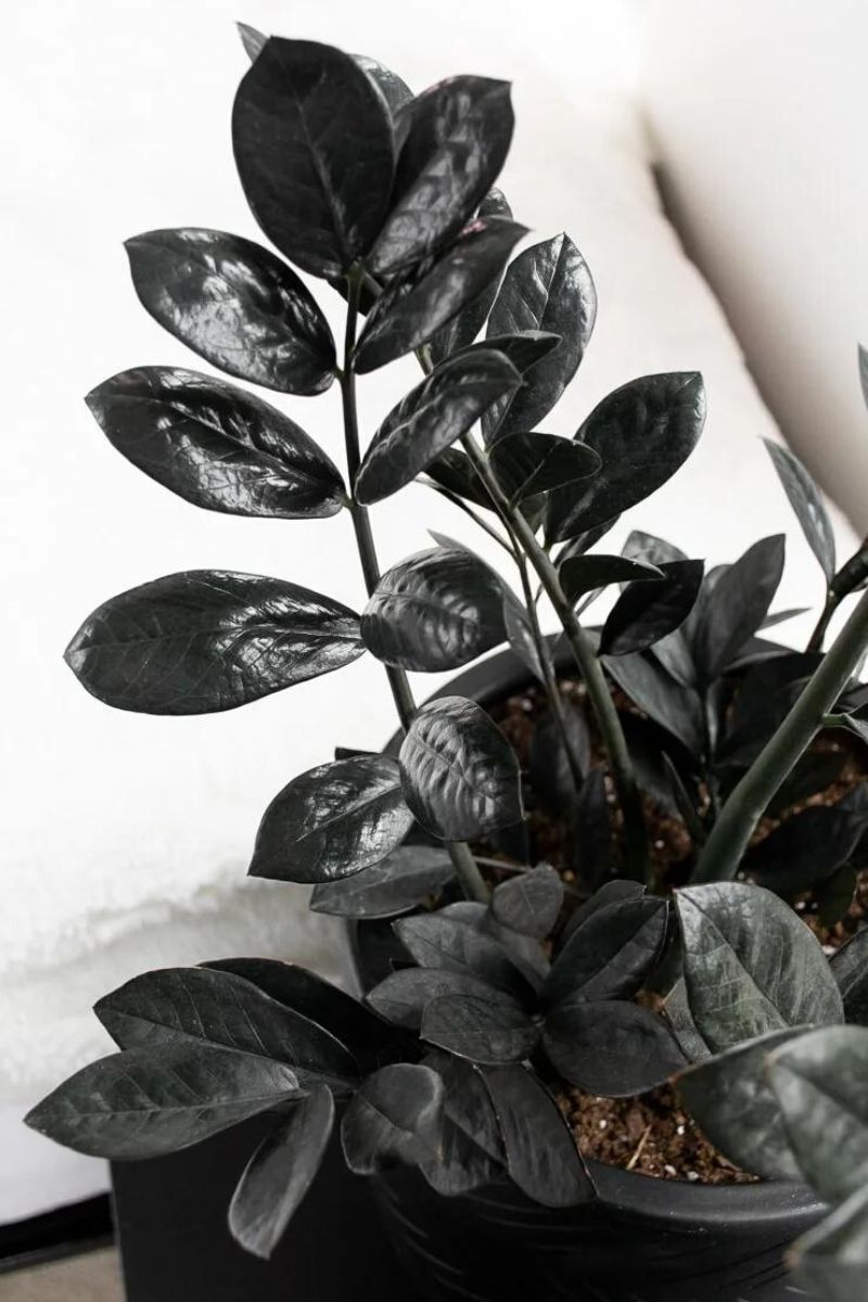 8 Best Black Houseplants That Are Perfect for the Spookiest Season of th...