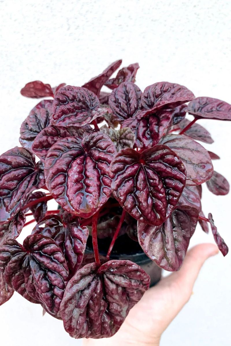 Ripple Peperomia Burgundy among best eight black plants on Thursd