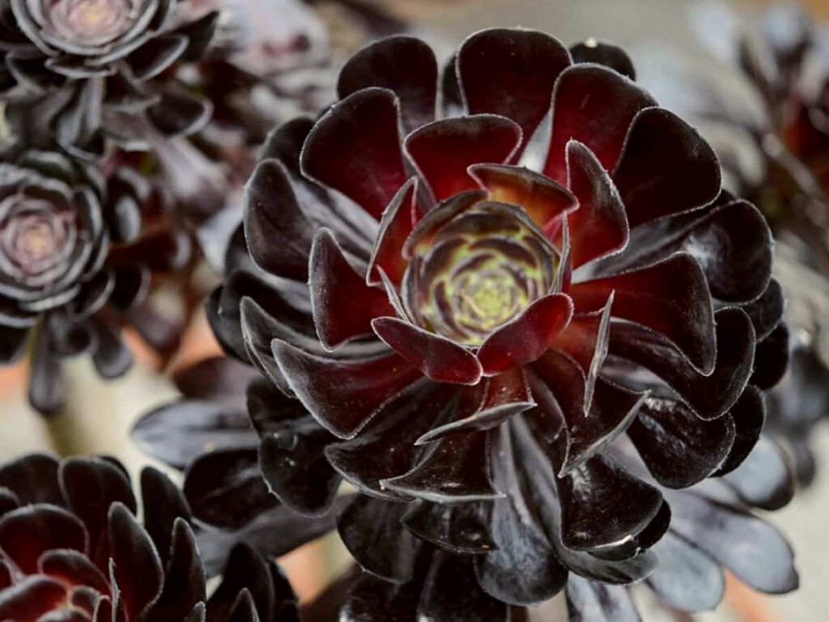 Best black houseplants to have for Halloween includes the Aeonium Black Rose on Thursd