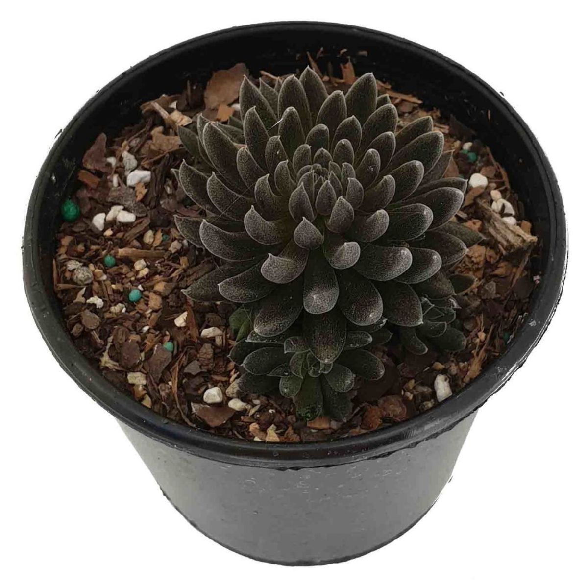 Black Hedgehog is ranked among the best black plants on Thursd