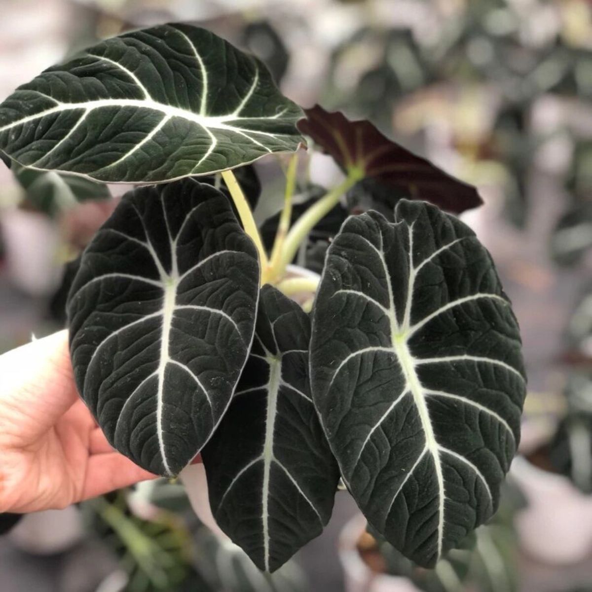 One of the best black plants is the Alocasia Black Velvet on Thursd