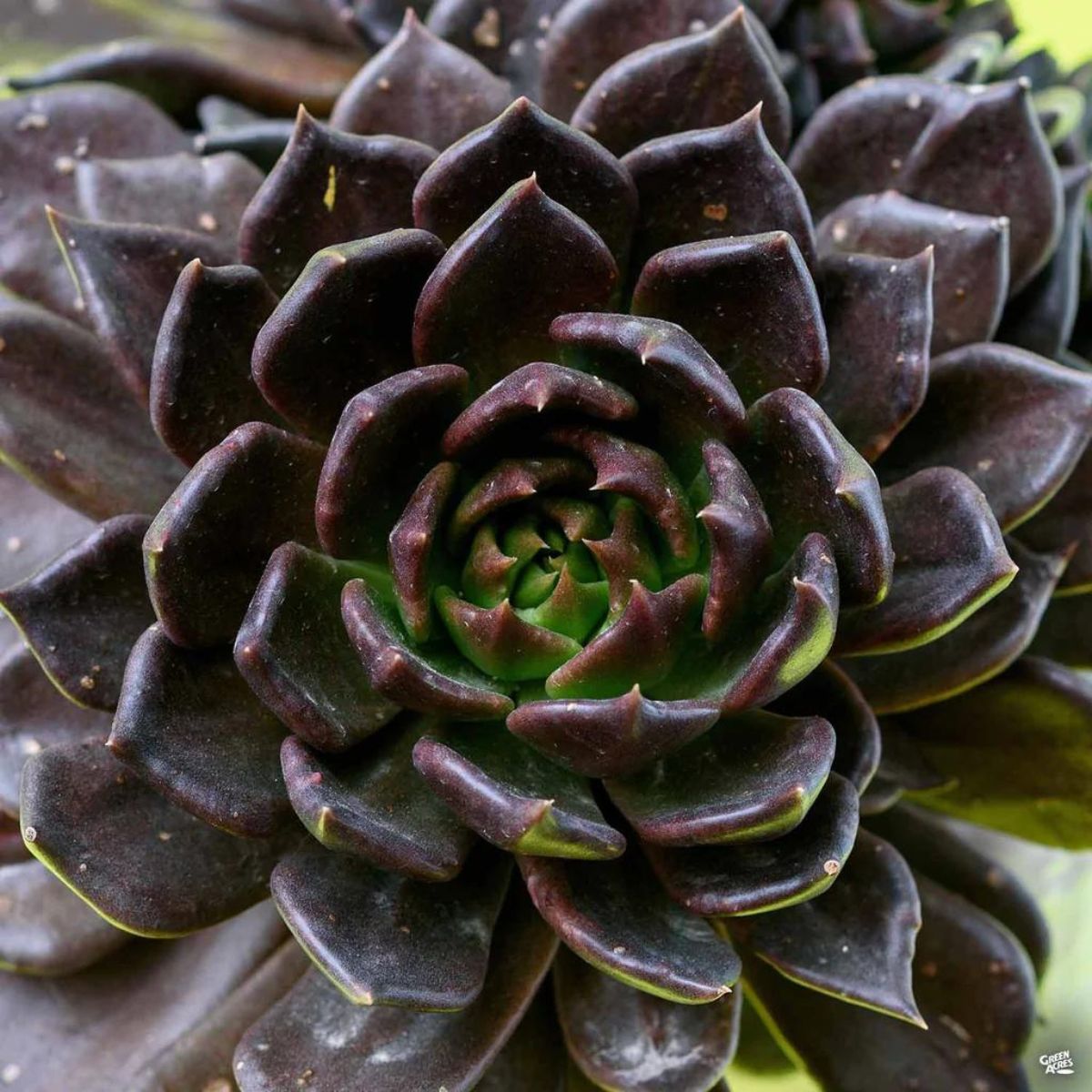 Echeveria Black Prince black houseplant perfect for a spooky Halloween theme on Thursd