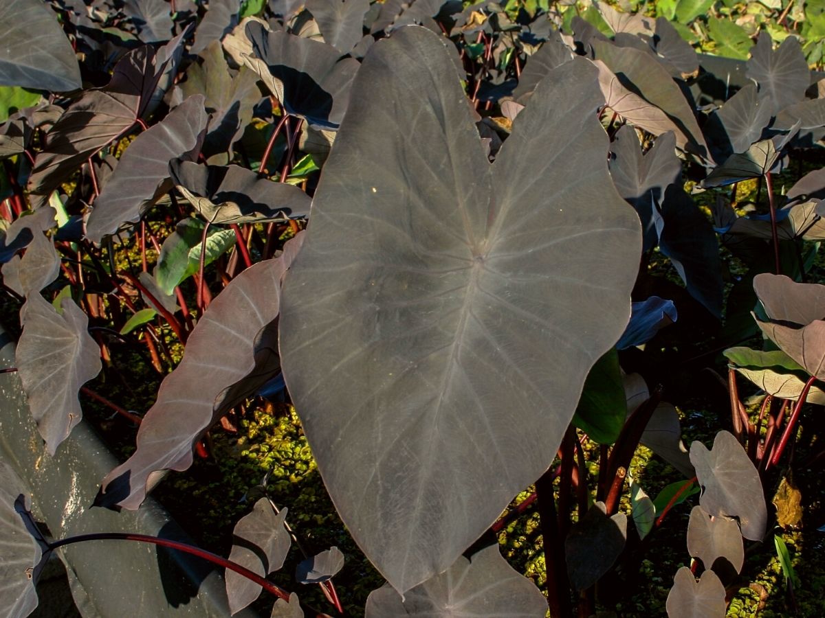 Colocasia Esculenta Black Magic on Thursd