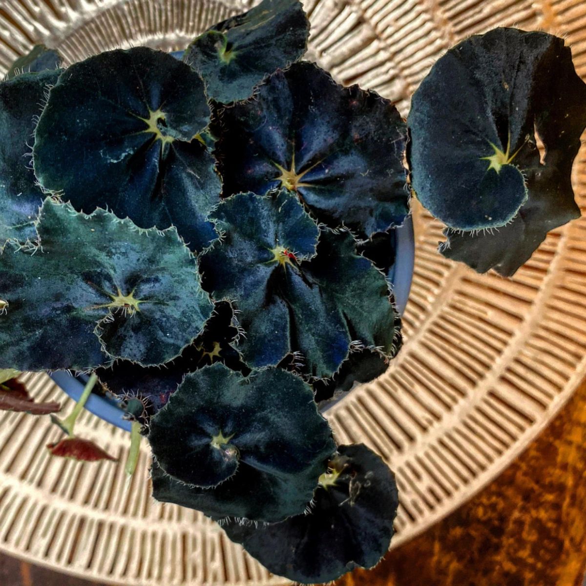 Begonia Black Fancy black houseplant on Thursd