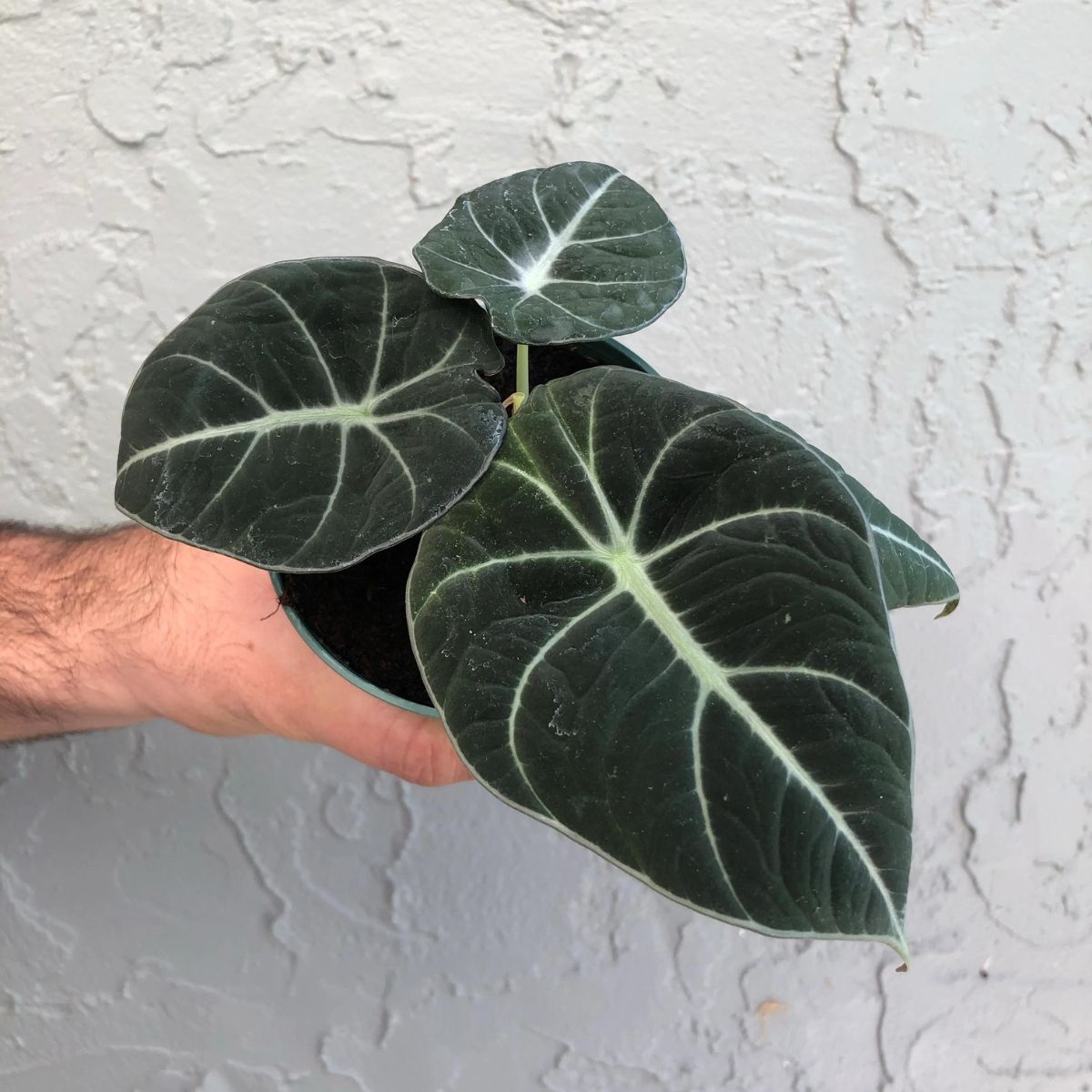 One of the best black houseplants is the Alocasia Black Velvet on Thursd