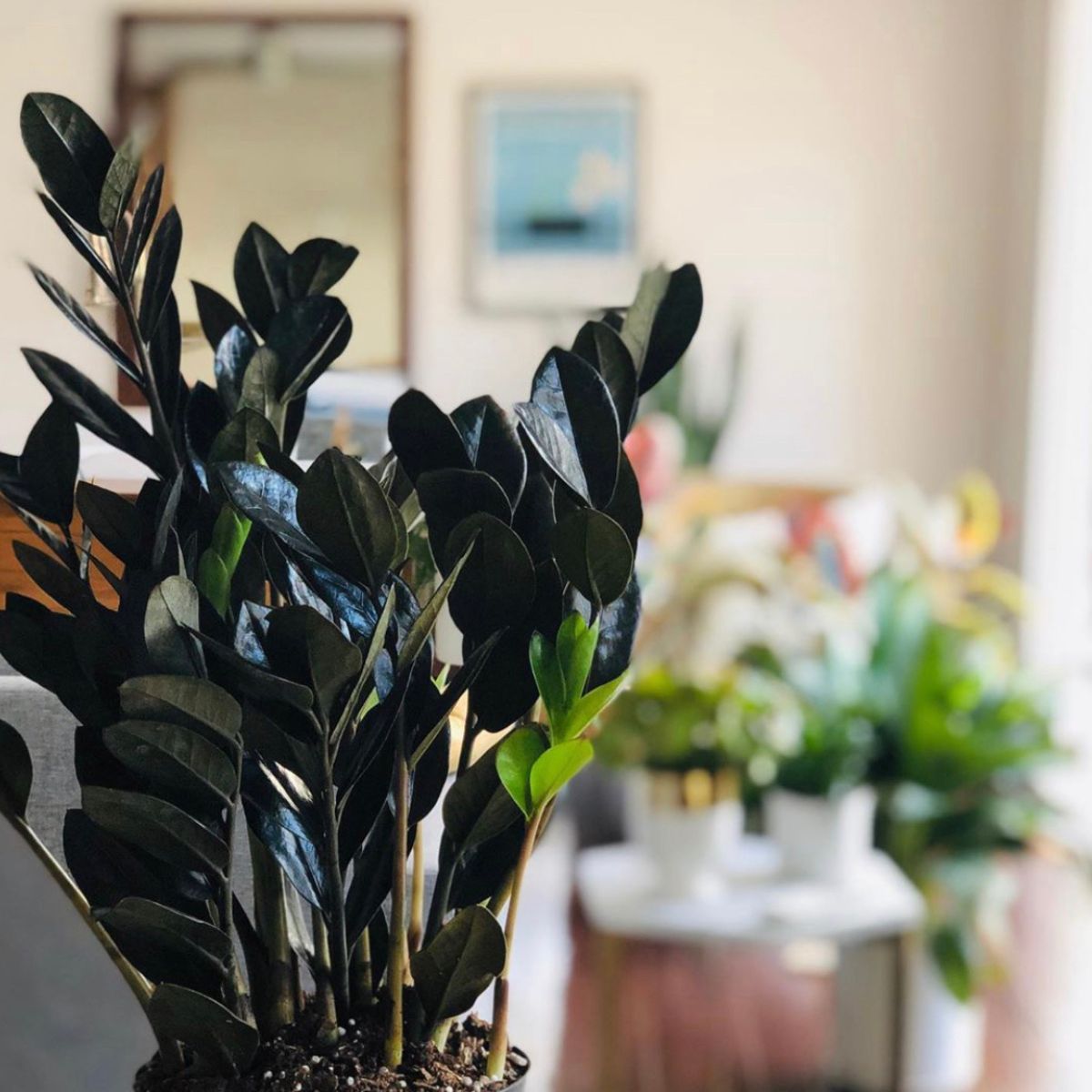 Black Raven indoor black plant creates a stunning decor palette on Thursd