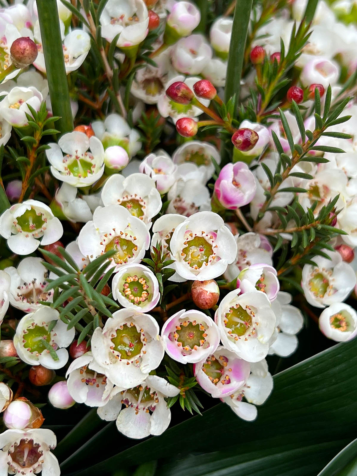 Flower Circus Waxflower white Helix Australia design on Thursd