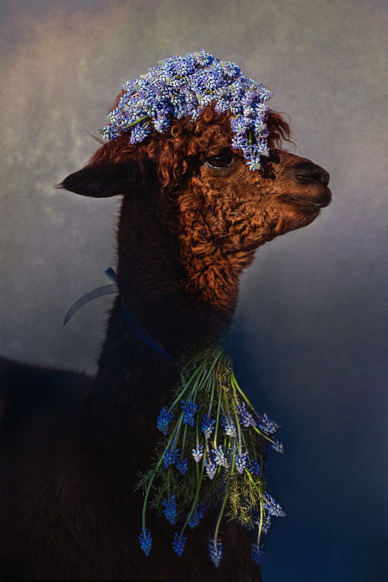 Series of animals with floral character by Russian artist Alena Khokhlova on Thursd