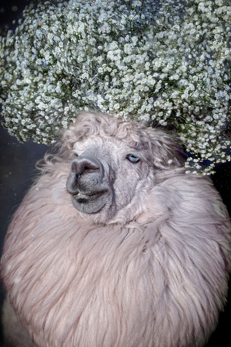 Stunning white llama with floral arrangement makes part of animals with floral character by Alena Khokhlova on Thursd