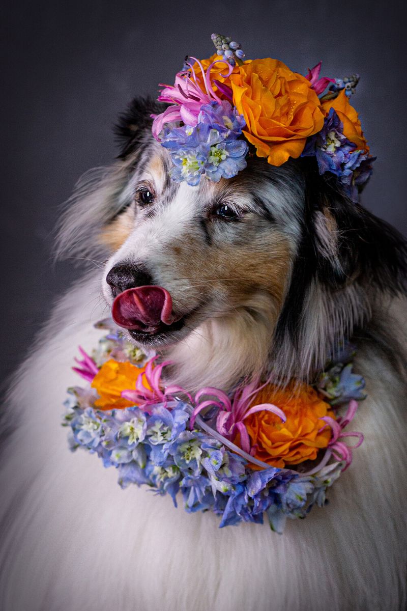 Hospitable is a floral dog in the series animals with floral character by Alena Khokhlova on Thursd