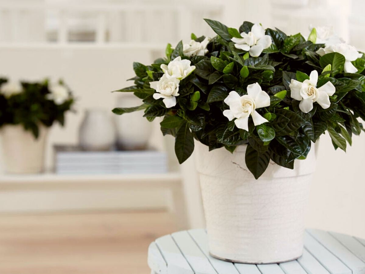 White Gardenia is one of the eight most pleasant to smell fragrant indoor houseplants on Thursd