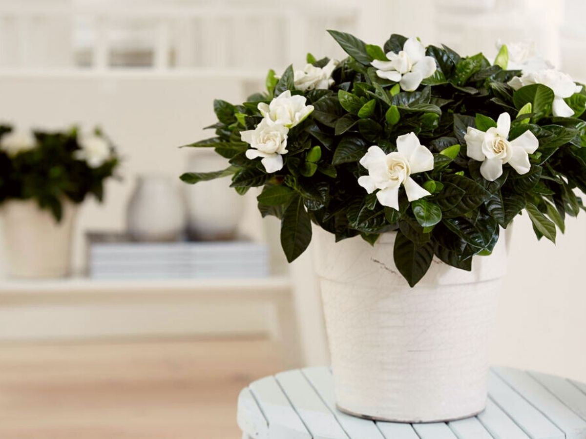 White Gardenia is one of the eight most pleasant to smell fragrant indoor plants - Thursd