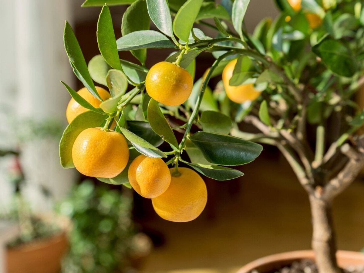 An incredibly fragrant indoor plant is the citrus tree on Thursd