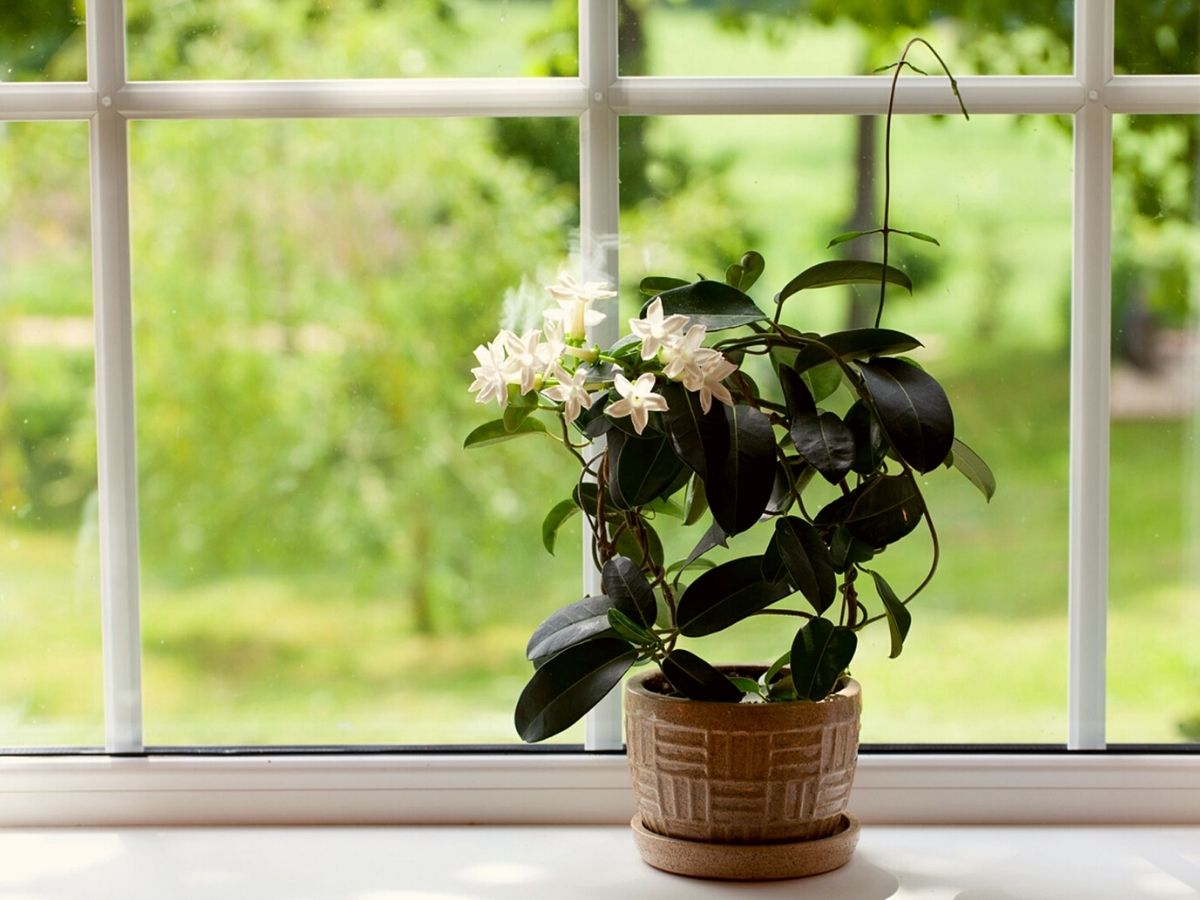 The delicate jasmine is a fragrant indoor houseplant that'll make your house smell lovely on Thursd