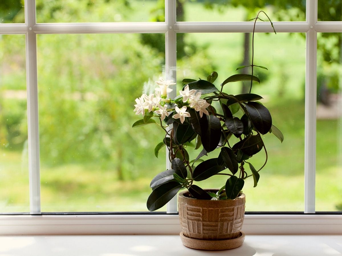 8 Fragrant Indoor Houseplants That'll Make Your House Smell Lovely