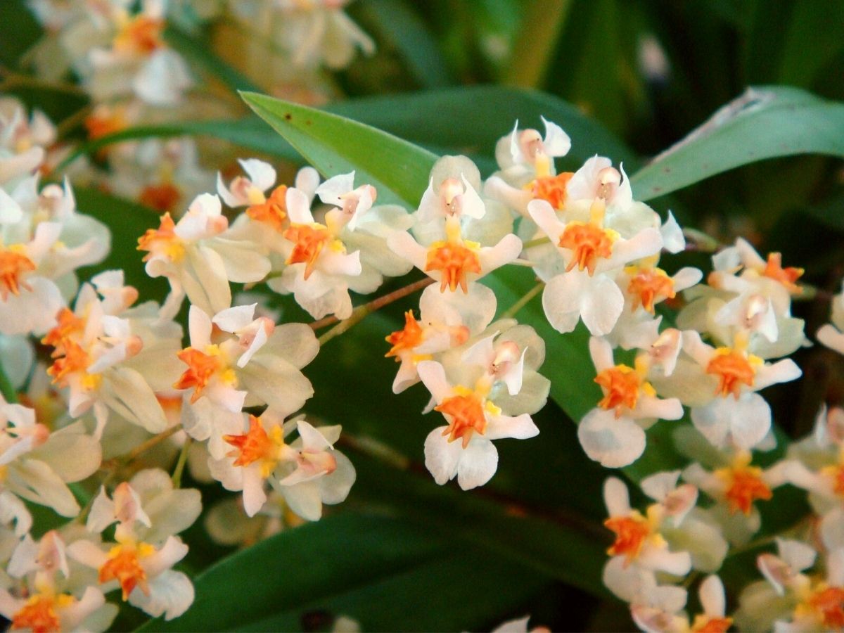 Twinkle Orchid makes it to the list of the eight best fragrant indoor houseplants on Thursd