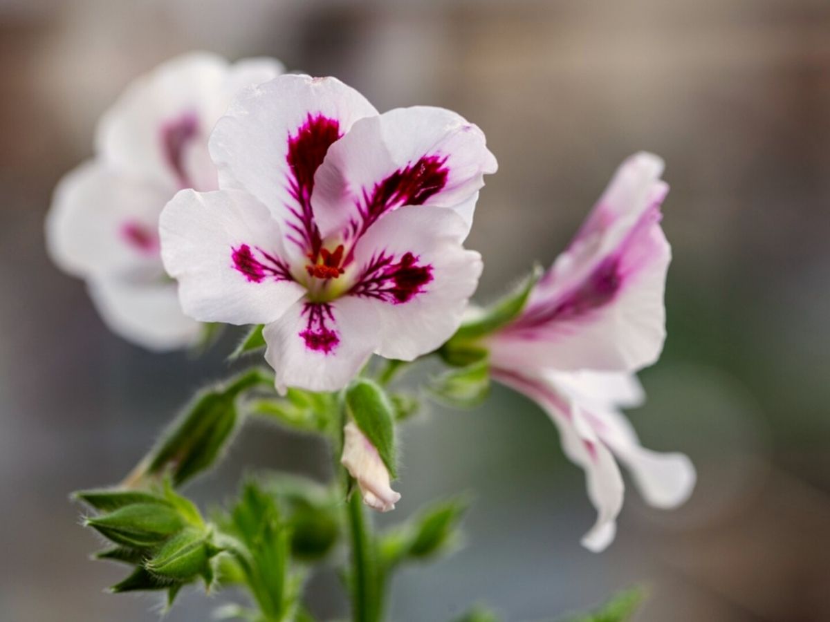 Scented Geraniums are a great choice for when looking for plants that smell good - Thursd