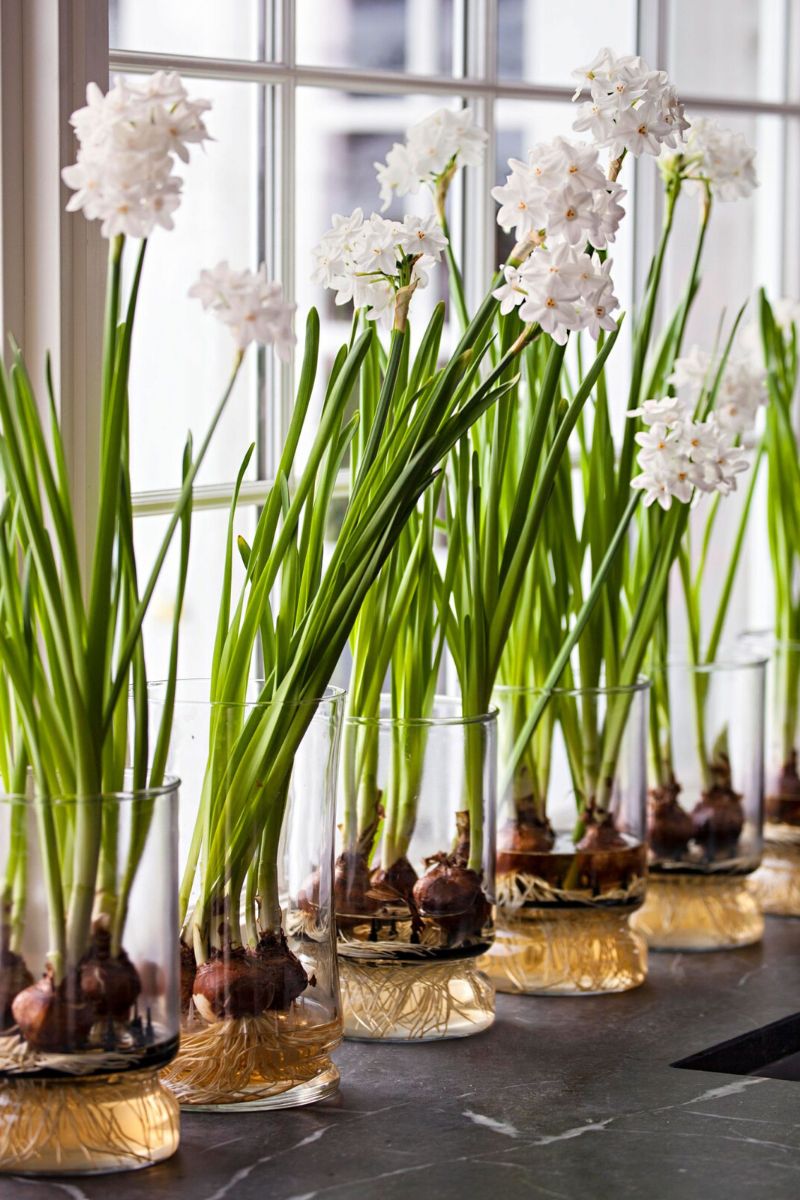 Fresh and Healthy Bathing Spaces: Ten Bathroom Plants That Absorb