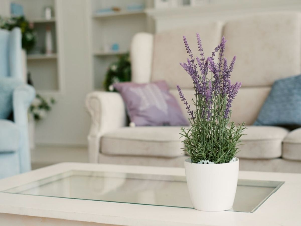 Eight Fragrant Indoor plants - Lavendula angustifolia - Thursd