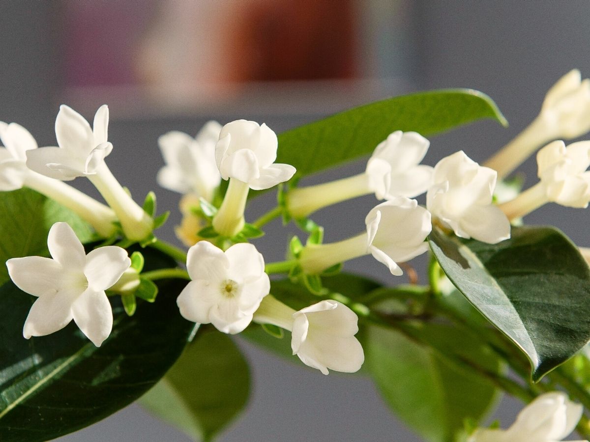 Stephanotis Indoor Houseplant on Thursd